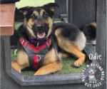 Small #5 German Shepherd Dog Mix