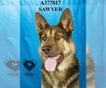 Small #1 German Shepherd Dog