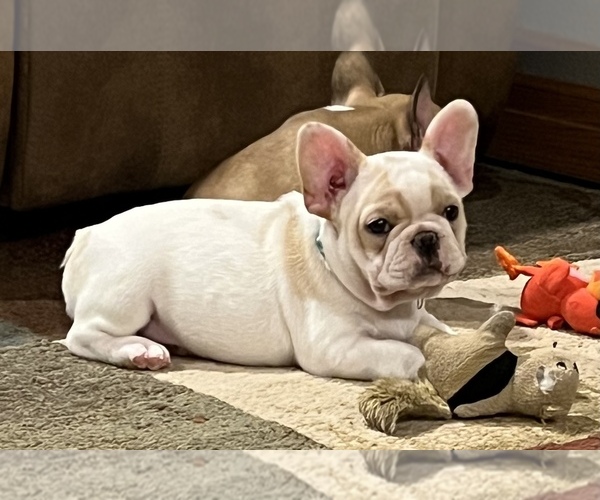 Medium Photo #4 French Bulldog Puppy For Sale in BOLIVAR, MO, USA