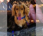 Small Photo #1 Dachshund Puppy For Sale in GALENA, KS, USA