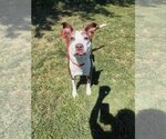 Small Mutt