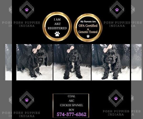 Medium Photo #2 Cocker Spaniel Puppy For Sale in WARSAW, IN, USA
