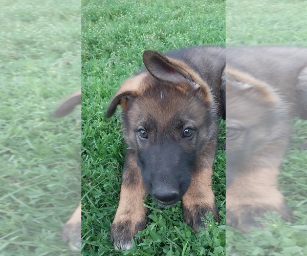 Medium Photo #1 German Shepherd Dog Puppy For Sale in MOUNTAIN LAKE, MN, USA