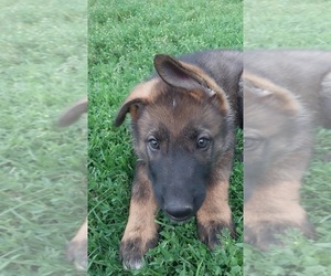 German Shepherd Dog Puppy for Sale in MOUNTAIN LAKE, Minnesota USA