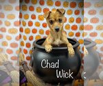 Small #1 Chihuahua Mix