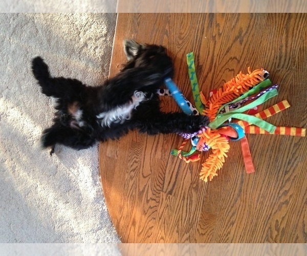 Medium Photo #8 Barbet Puppy For Sale in GREENBANK, WA, USA