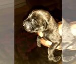 Small Photo #6 Mastiff Puppy For Sale in CYPRESS, TX, USA