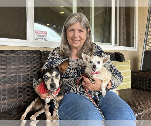 Medium Photo #3 Chihuahua Puppy For Sale in  Ramona, CA, USA