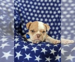 Small Photo #6 English Bulldog Puppy For Sale in COCHRANVILLE, PA, USA