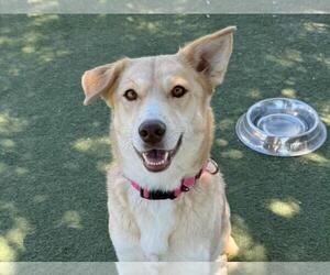 German Shepherd Dog-Siberian Husky Mix Dogs for adoption in Martinez, CA, USA