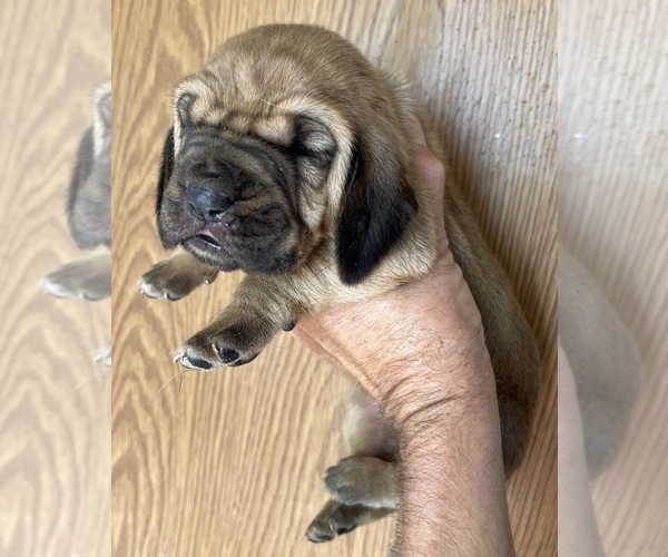 Medium Photo #4 Bloodhound Puppy For Sale in FORT MORGAN, CO, USA