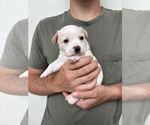 Small #1 Boston Huahua