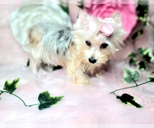 Mother of the Yorkshire Terrier puppies born on 07/08/2026
