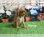 Small #11 Cavalier King Charles Spaniel