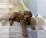 Small Photo #2 Goldendoodle (Miniature) Puppy For Sale in NORTHVILLE, MI, USA