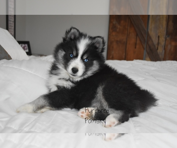 Medium Photo #1 Pomsky Puppy For Sale in KANSAS CITY, MO, USA