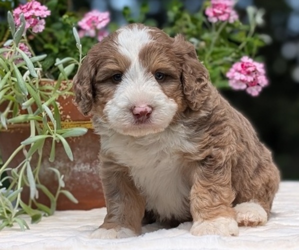 Medium Photo #12 Miniature Bernedoodle Puppy For Sale in GOSHEN, IN, USA