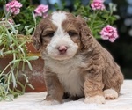 Small #11 Miniature Bernedoodle