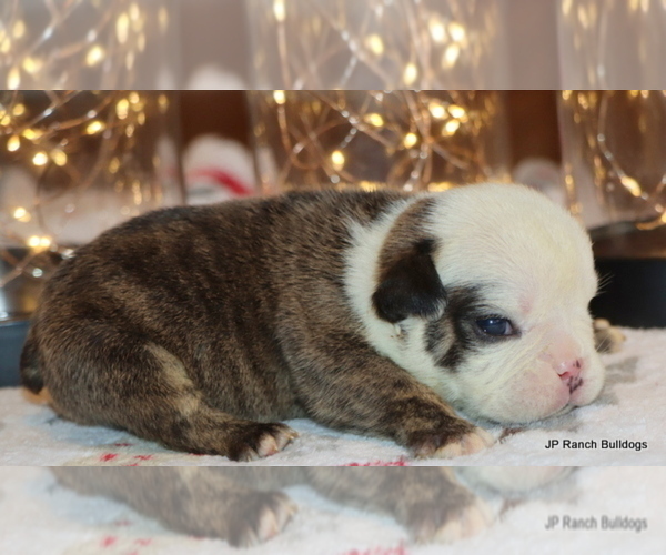 Medium Photo #11 English Bulldog Puppy For Sale in WINNSBORO, TX, USA