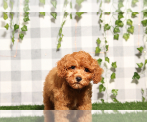 Cavapoo Puppy for sale in MARIETTA, GA, USA