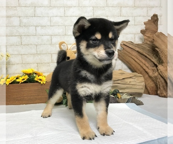 Medium Photo #9 Shiba Inu Puppy For Sale in SAN FRANCISCO, CA, USA