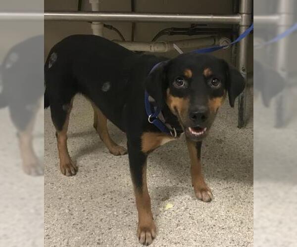 Medium Photo #1 Rottweiler Puppy For Sale in Conroe, TX, USA