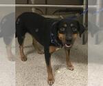 Small Rottweiler