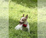 Small #11 Mutt