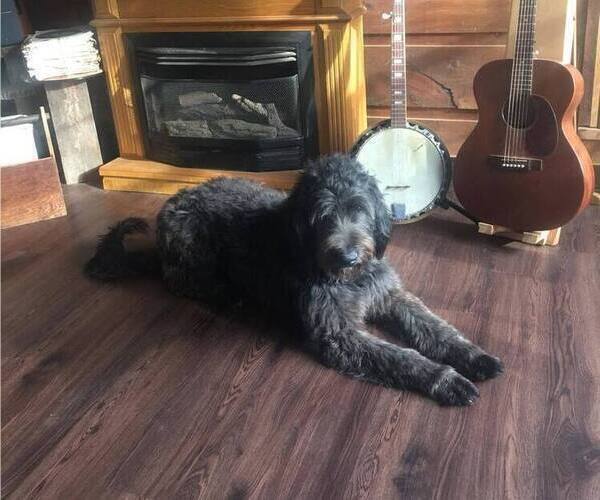 Medium Photo #1 Bernedoodle Puppy For Sale in ADAIRVILLE, KY, USA