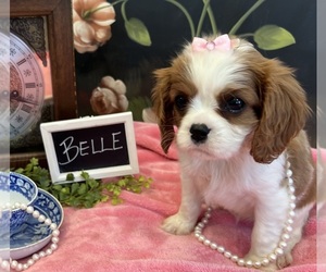 Cavalier King Charles Spaniel Puppy for sale in ABILENE, TX, USA