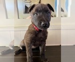 Puppy 4 Belgian Malinois-Dutch Shepherd Dog Mix