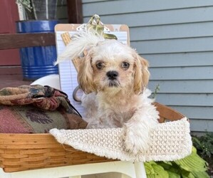 Shih Tzu Puppy for sale in THORP, WI, USA