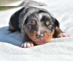 Small #6 Miniature Australian Shepherd