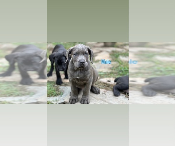 Medium Photo #1 Cane Corso Puppy For Sale in DURHAM, NC, USA