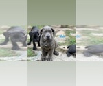 Image preview for Ad Listing. Nickname: Big blue brinda