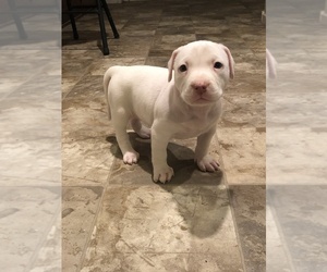 American Bully Puppy for sale in HENDERSON, NV, USA