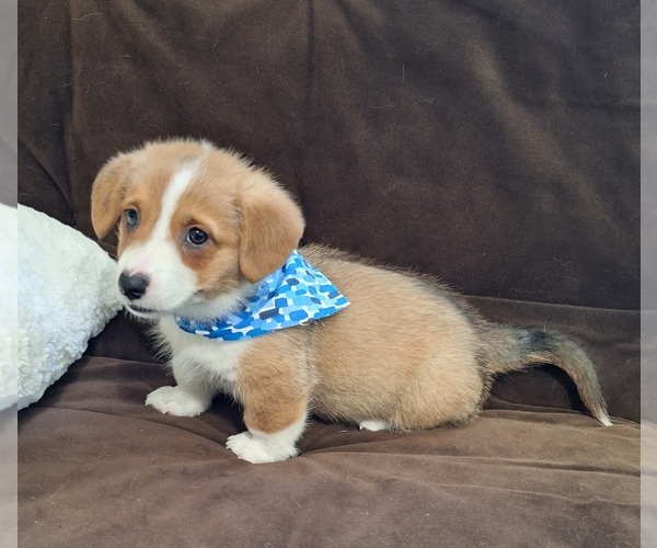 Medium Photo #40 Pembroke Welsh Corgi Puppy For Sale in ARROYO GRANDE, CA, USA