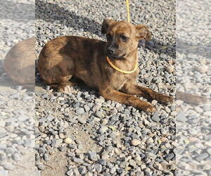 Australian Shepherd-Chihuahua Mix Dogs for adoption in Salt Lake City, UT, USA