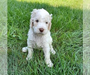 Poodle (Standard) Puppy for sale in MCCORDSVILLE, IN, USA