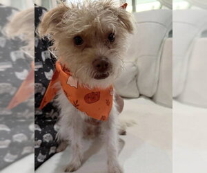 Teddy - Male Mutt Dog for Adoption - Photo #3
