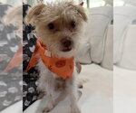 Small Photo #3 Mutt Puppy For Sale in Corona, CA, USA