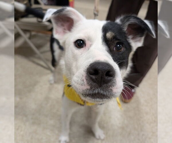 Medium Photo #11 American Pit Bull Terrier-Unknown Mix Puppy For Sale in Fargo, ND, USA