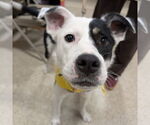 Small #10 American Pit Bull Terrier Mix