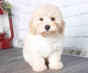 Poodle (Toy) Puppy for Sale in RED LION, Pennsylvania USA