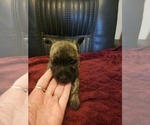 Small Photo #6 Cairn Terrier Puppy For Sale in DAYTONA BEACH, FL, USA