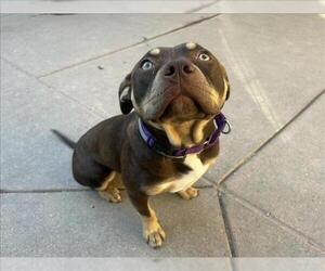 Mutt Dogs for adoption in Martinez, CA, USA