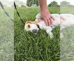 Small #7 Beagle Mix