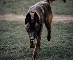 Small Photo #1 Belgian Malinois Puppy For Sale in TRENTON, GA, USA