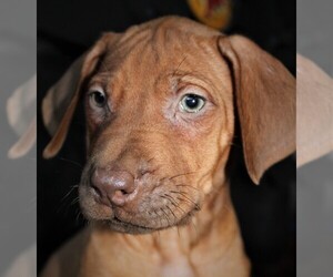 Rhodesian Ridgeback Puppy for sale in INDEPENDENCE, MO, USA
