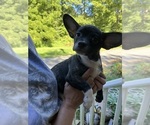 Small #11 French Bullhuahua